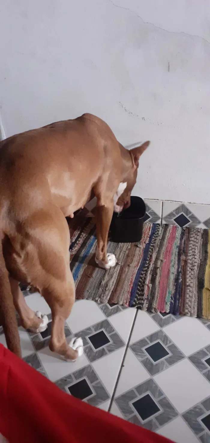 Cachorro ra a SRD-ViraLata idade 4 anos nome Vampira 