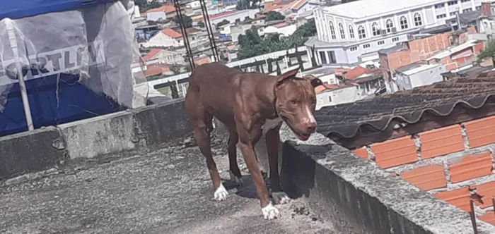 Cachorro ra a SRD-ViraLata idade 4 anos nome Vampira 