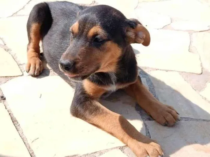 Cachorro ra a SRD-ViraLata idade Abaixo de 2 meses nome Belita