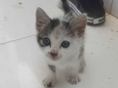 Gato raça Exótico idade Abaixo de 2 meses nome Não colocamos nome 