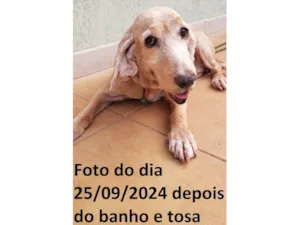 Cachorro raça Cocker spaniel inglês idade 6 ou mais anos nome KIRA (resgatada)