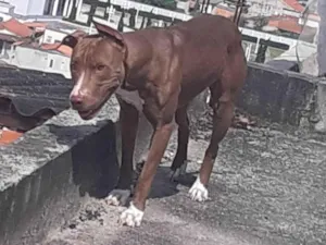 Cachorro raça SRD-ViraLata idade 4 anos nome Vampira 