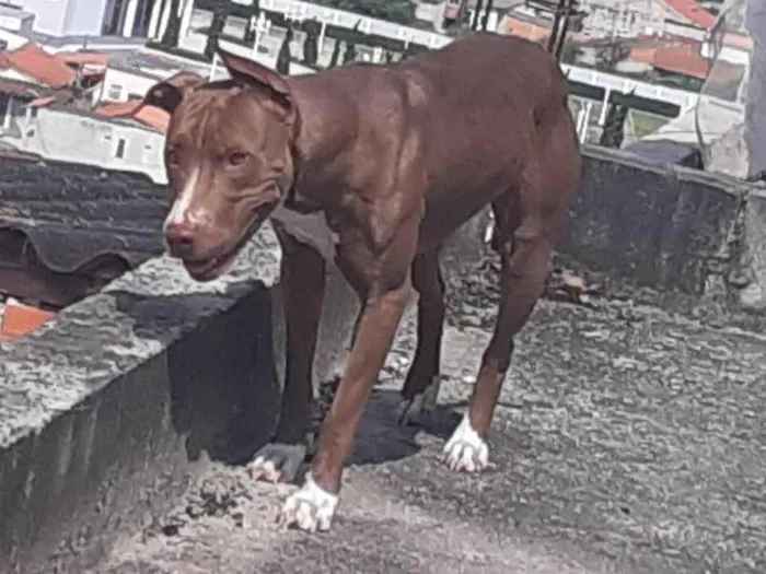 Cachorro ra a SRD-ViraLata idade 4 anos nome Vampira 