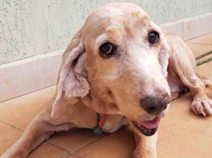 Cachorro ra a Cocker spaniel inglês idade 6 ou mais anos nome KIRA (resgatada)