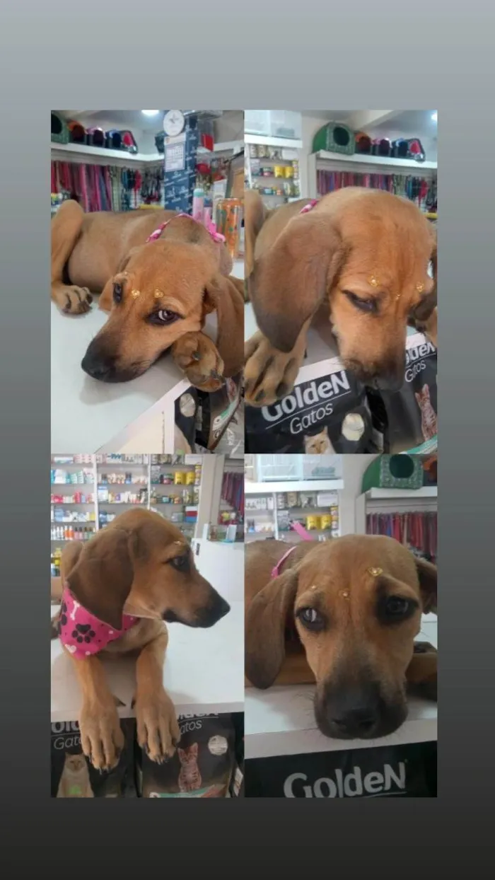 Cachorro ra a SRD-ViraLata idade 7 a 11 meses nome Catarina 