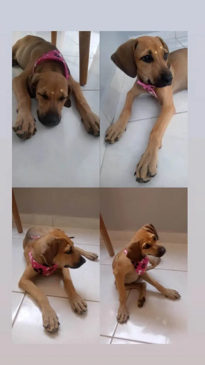 Cachorro ra a SRD-ViraLata idade 7 a 11 meses nome Catarina 