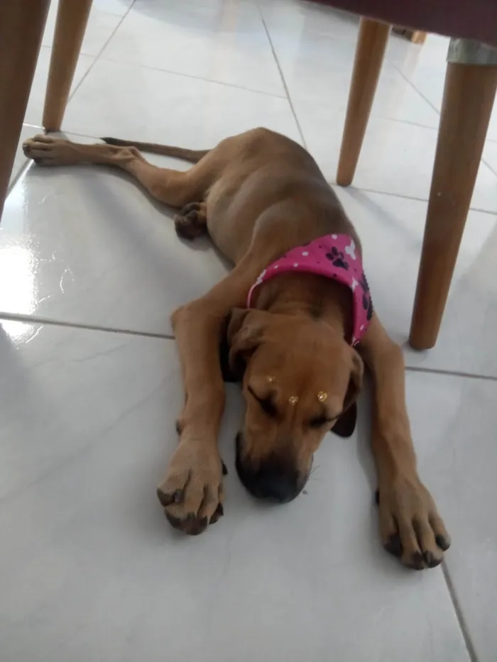 Cachorro ra a SRD-ViraLata idade 7 a 11 meses nome Catarina 