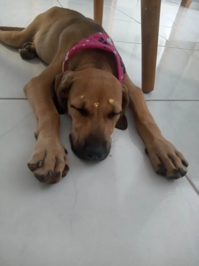 Cachorro ra a SRD-ViraLata idade 7 a 11 meses nome Catarina 