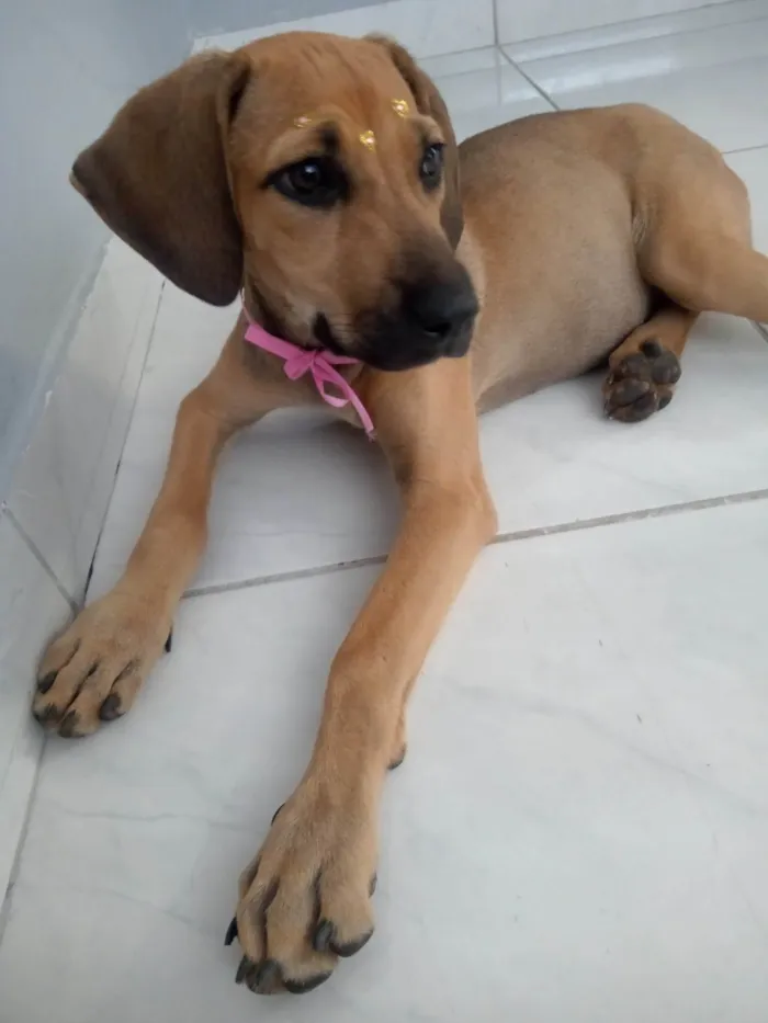 Cachorro ra a SRD-ViraLata idade 7 a 11 meses nome Catarina 