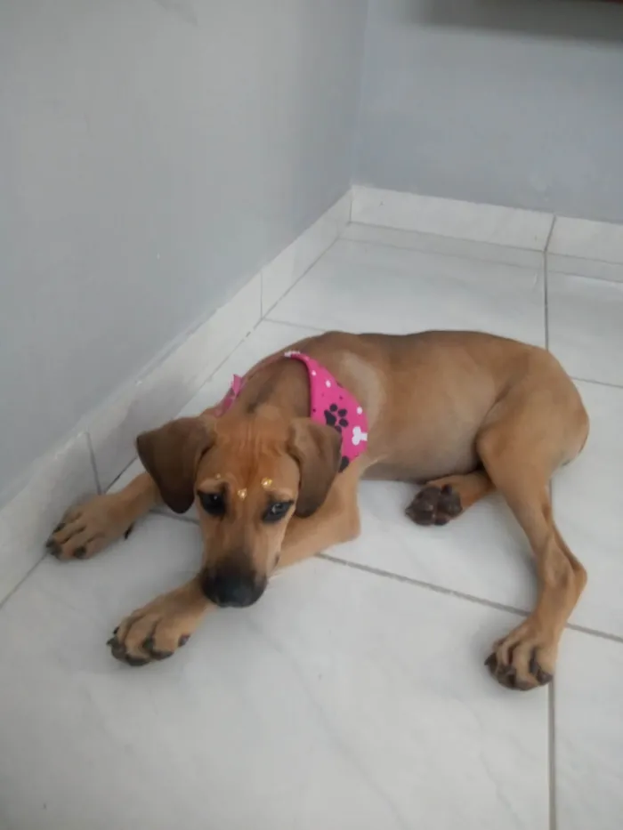 Cachorro ra a SRD-ViraLata idade 7 a 11 meses nome Catarina 