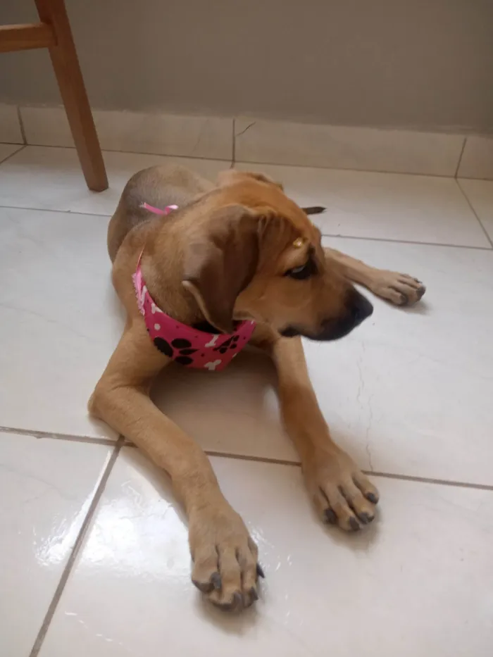 Cachorro ra a SRD-ViraLata idade 7 a 11 meses nome Catarina 