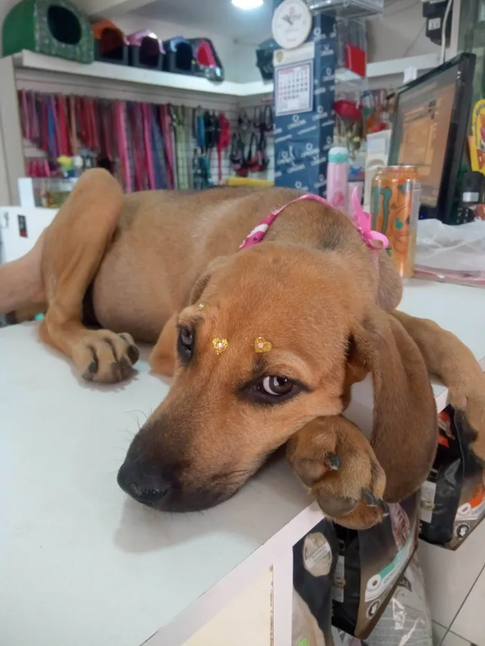 Cachorro ra a SRD-ViraLata idade 7 a 11 meses nome Catarina 