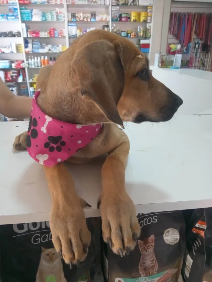 Cachorro ra a SRD-ViraLata idade 7 a 11 meses nome Catarina 