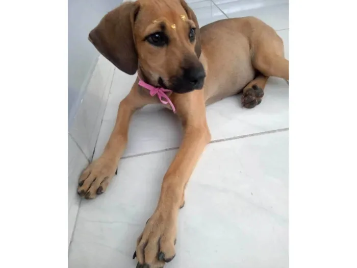 Cachorro ra a SRD-ViraLata idade 7 a 11 meses nome Catarina 