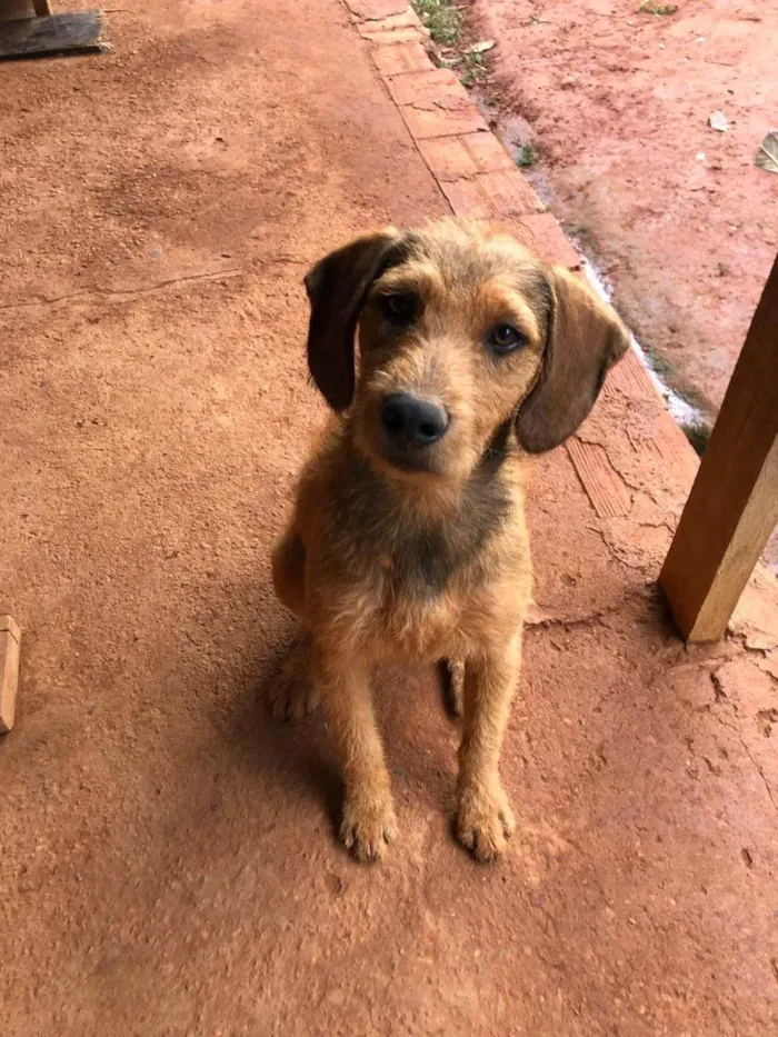 Cachorro ra a SRD-ViraLata idade 4 anos nome Feião/tecão