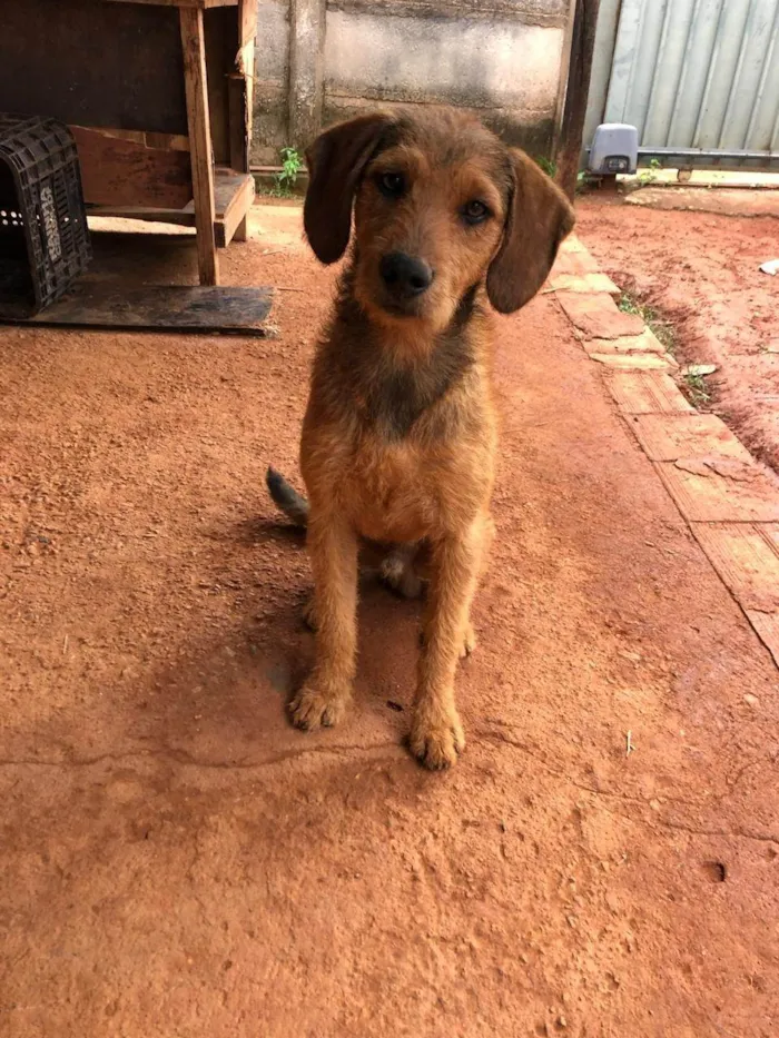 Cachorro ra a SRD-ViraLata idade 4 anos nome Feião/tecão