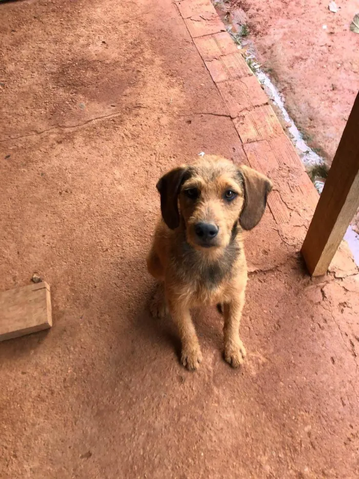 Cachorro ra a SRD-ViraLata idade 4 anos nome Feião/tecão