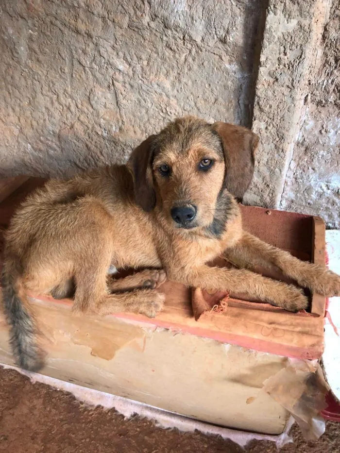 Cachorro ra a SRD-ViraLata idade 4 anos nome Feião/tecão