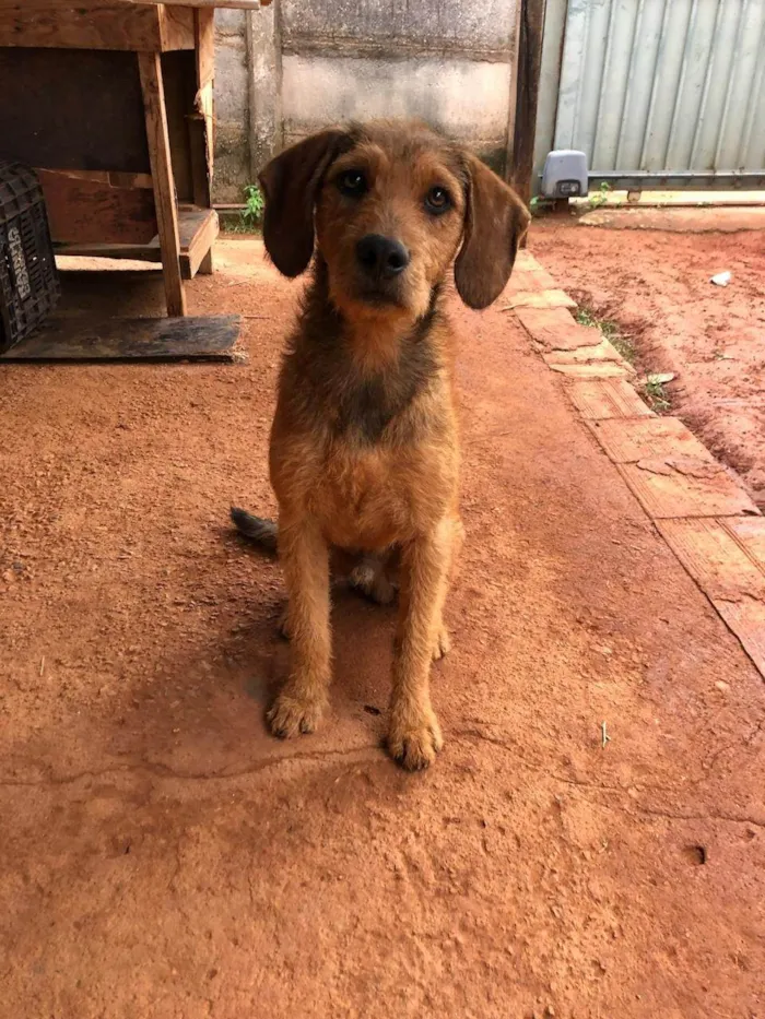 Cachorro ra a SRD-ViraLata idade 4 anos nome Feião/tecão