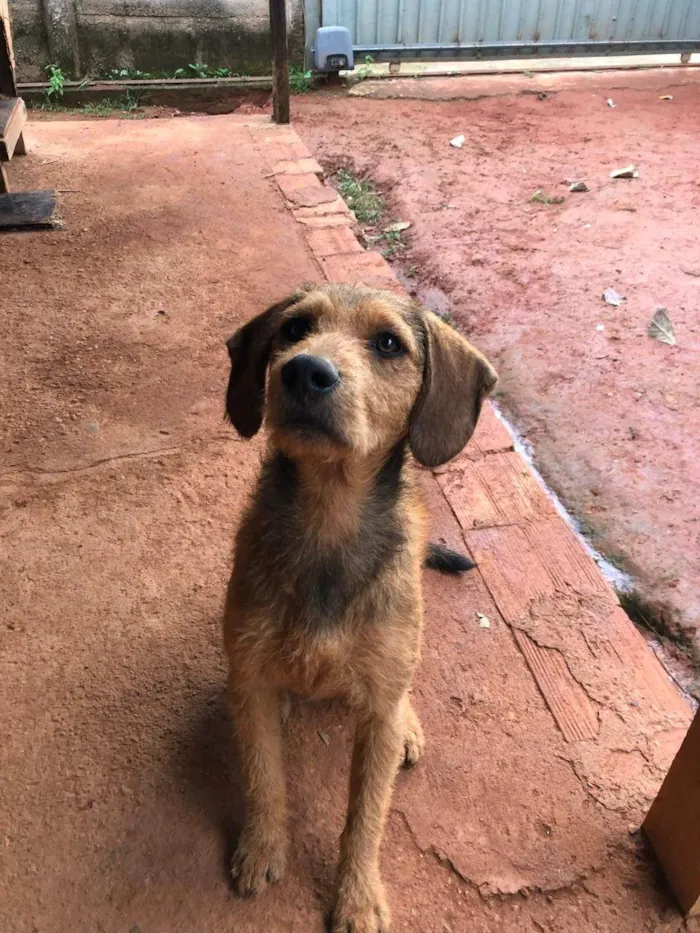 Cachorro ra a SRD-ViraLata idade 4 anos nome Feião/tecão