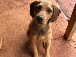 Cachorro raça SRD-ViraLata idade 4 anos nome Feião/tecão