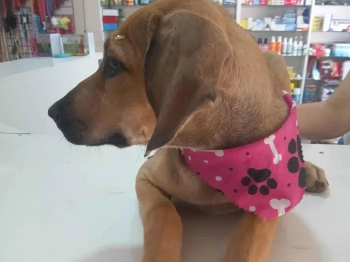 Cachorro ra a SRD-ViraLata idade 7 a 11 meses nome Catarina 