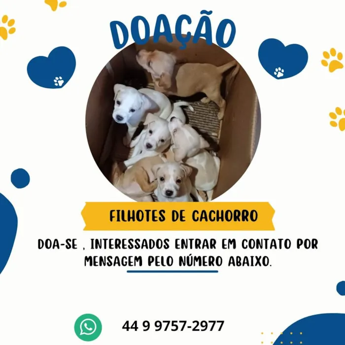 Cachorro ra a SRD-ViraLata idade 2 a 6 meses nome sem nome