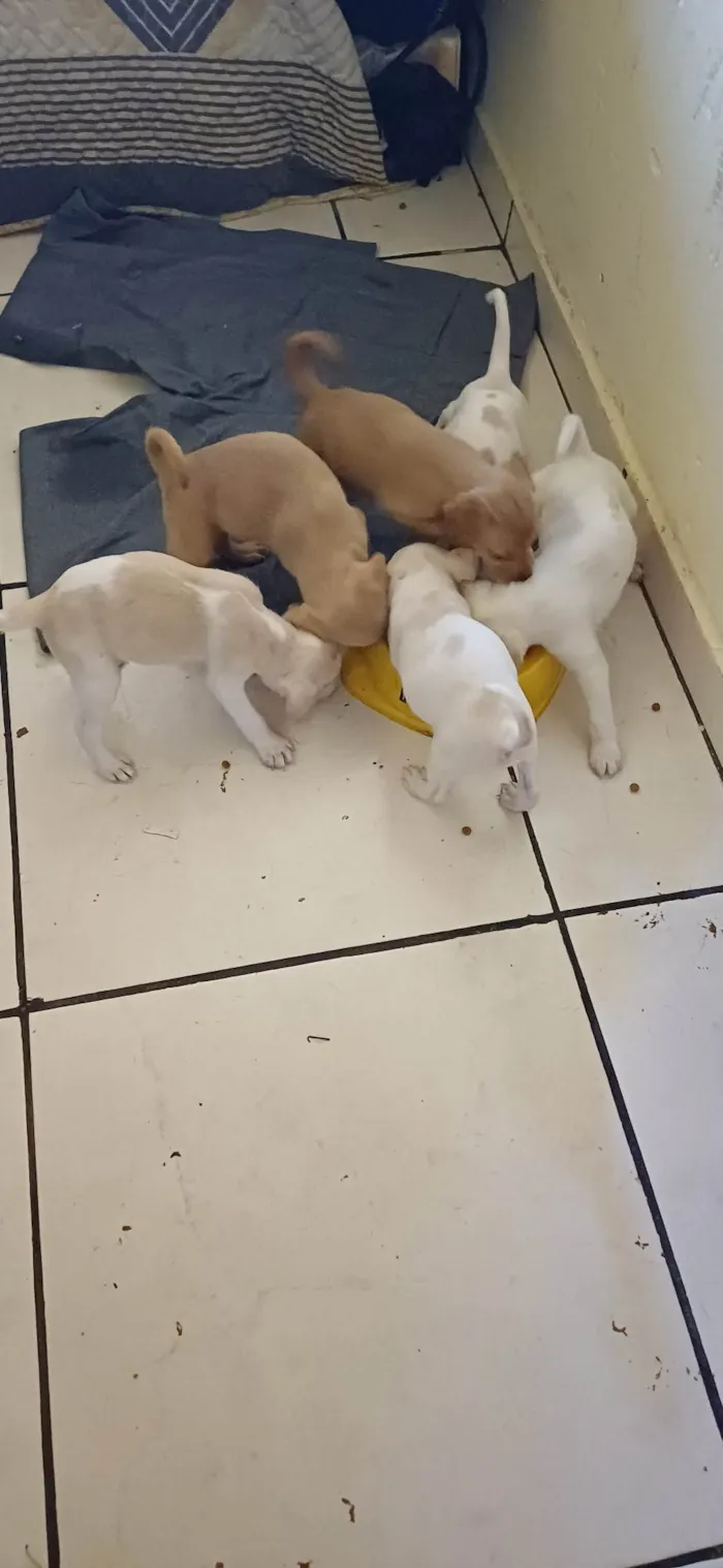 Cachorro ra a SRD-ViraLata idade 2 a 6 meses nome sem nome