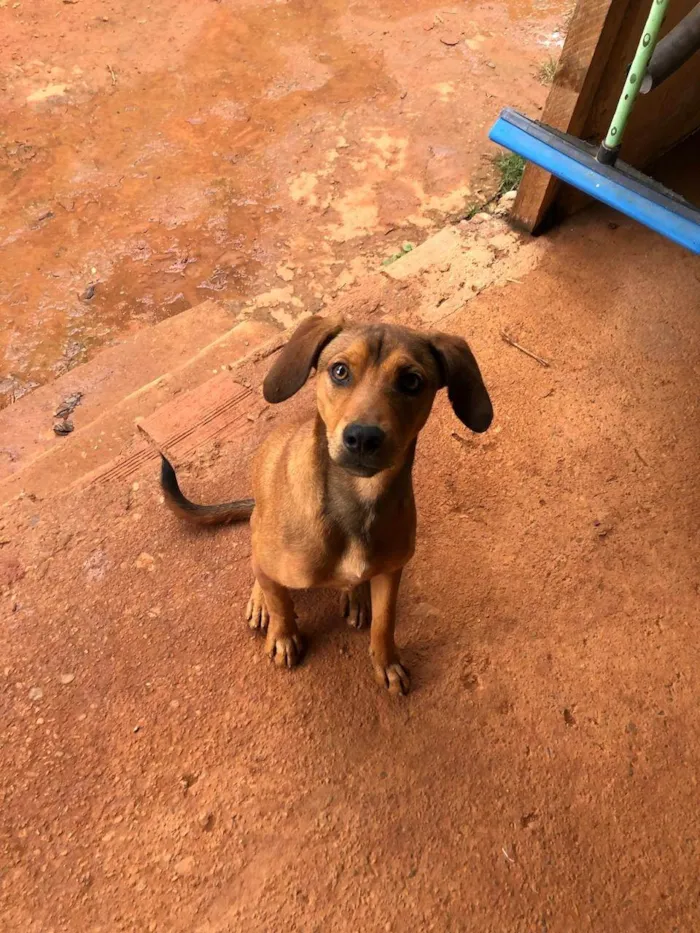 Cachorro ra a SRD-ViraLata idade 4 anos nome Feinho/tecquinho