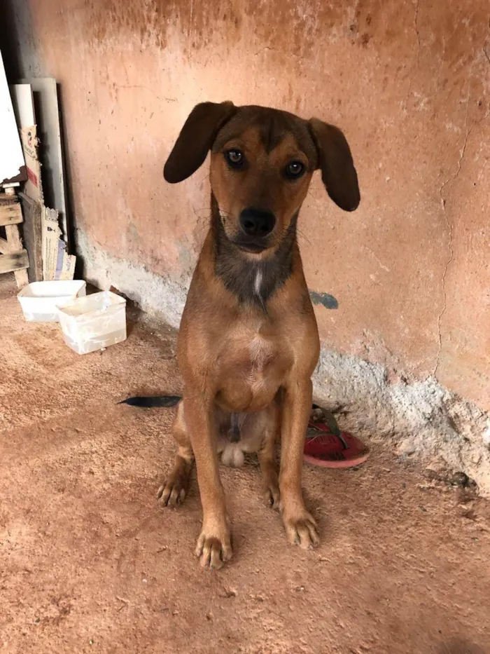 Cachorro ra a SRD-ViraLata idade 4 anos nome Feinho/tecquinho