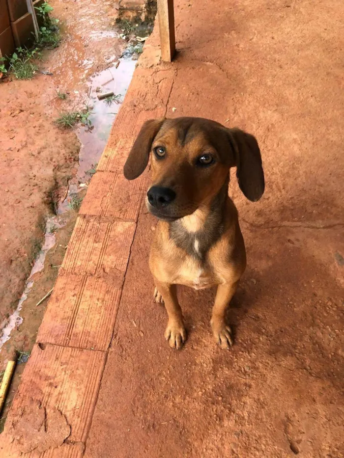 Cachorro ra a SRD-ViraLata idade 4 anos nome Feinho/tecquinho