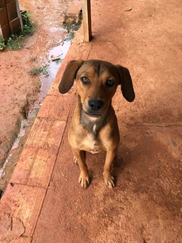 Cachorro ra a SRD-ViraLata idade 4 anos nome Feinho/tecquinho