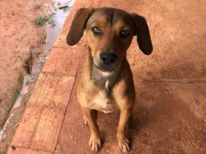 Cachorro raça SRD-ViraLata idade 4 anos nome Feinho/tecquinho