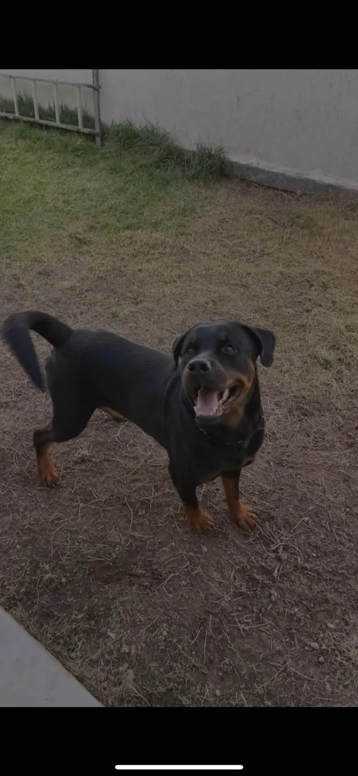 Cachorro ra a Rottweiler idade 3 anos nome Black 