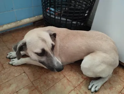 Cachorro raça SRD-ViraLata idade 2 anos nome Rabina