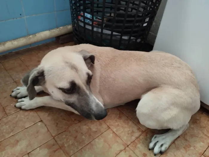 Cachorro ra a SRD-ViraLata idade 2 anos nome Rabina