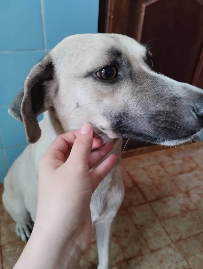 Cachorro ra a SRD-ViraLata idade 2 anos nome Rabina