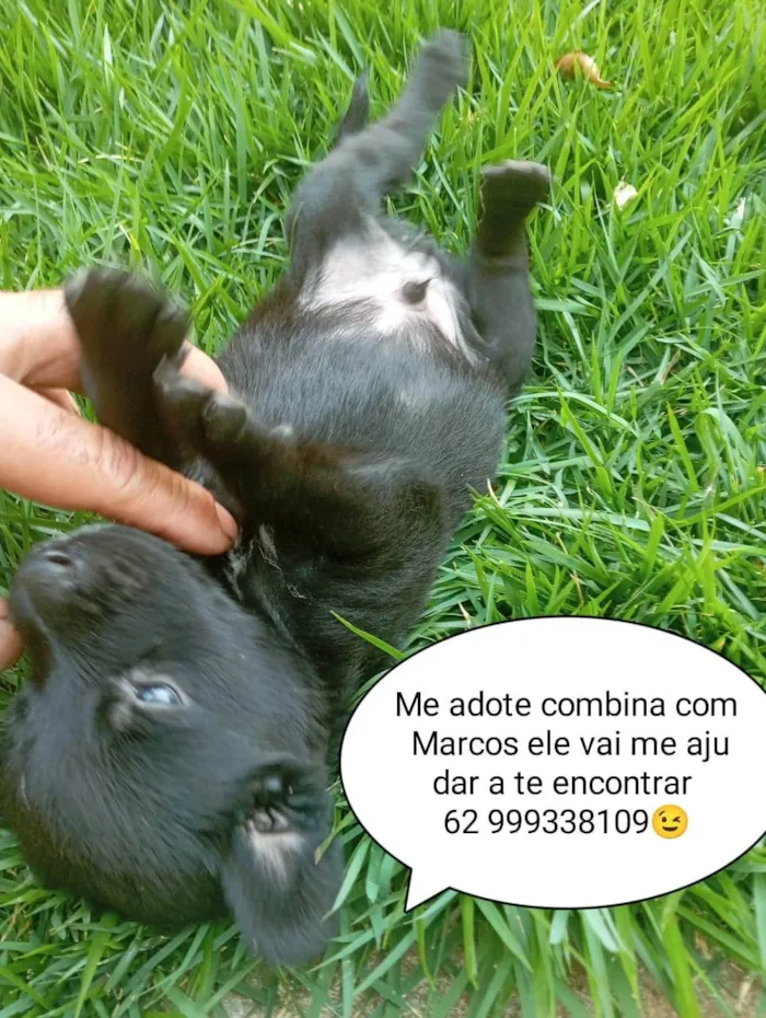 Cachorro ra a SRD-ViraLata idade Abaixo de 2 meses nome Pretinho