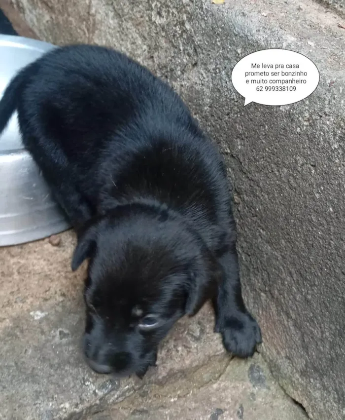 Cachorro ra a SRD-ViraLata idade Abaixo de 2 meses nome Pretinho