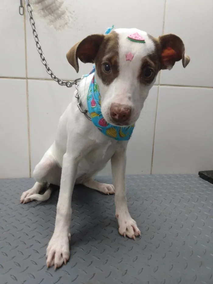 Cachorro ra a SRD-ViraLata idade 2 a 6 meses nome Fiby