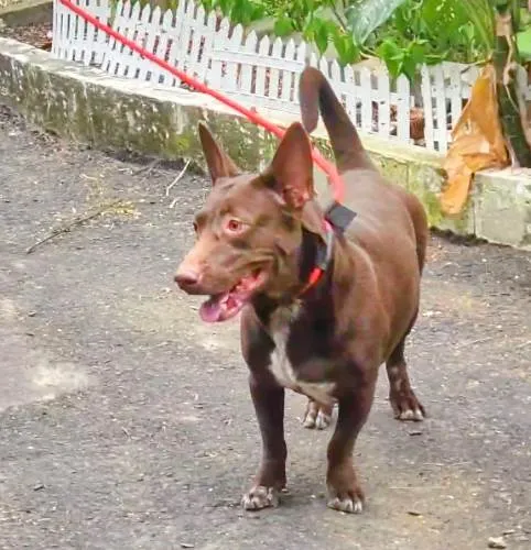 Cachorro ra a SRD-ViraLata idade 2 anos nome Reginaldo 