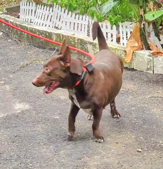 Cachorro ra a SRD-ViraLata idade 2 anos nome Reginaldo 