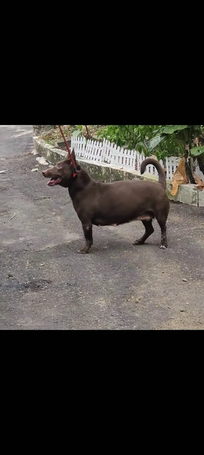 Cachorro ra a SRD-ViraLata idade 2 anos nome Reginaldo 