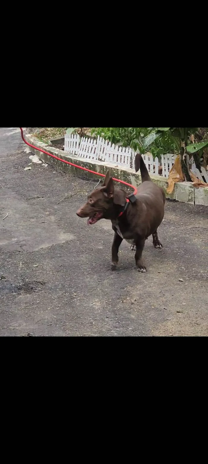 Cachorro ra a SRD-ViraLata idade 2 anos nome Reginaldo 