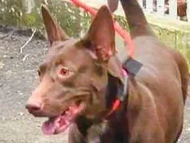 Cachorro raça SRD-ViraLata idade 2 anos nome Reginaldo 