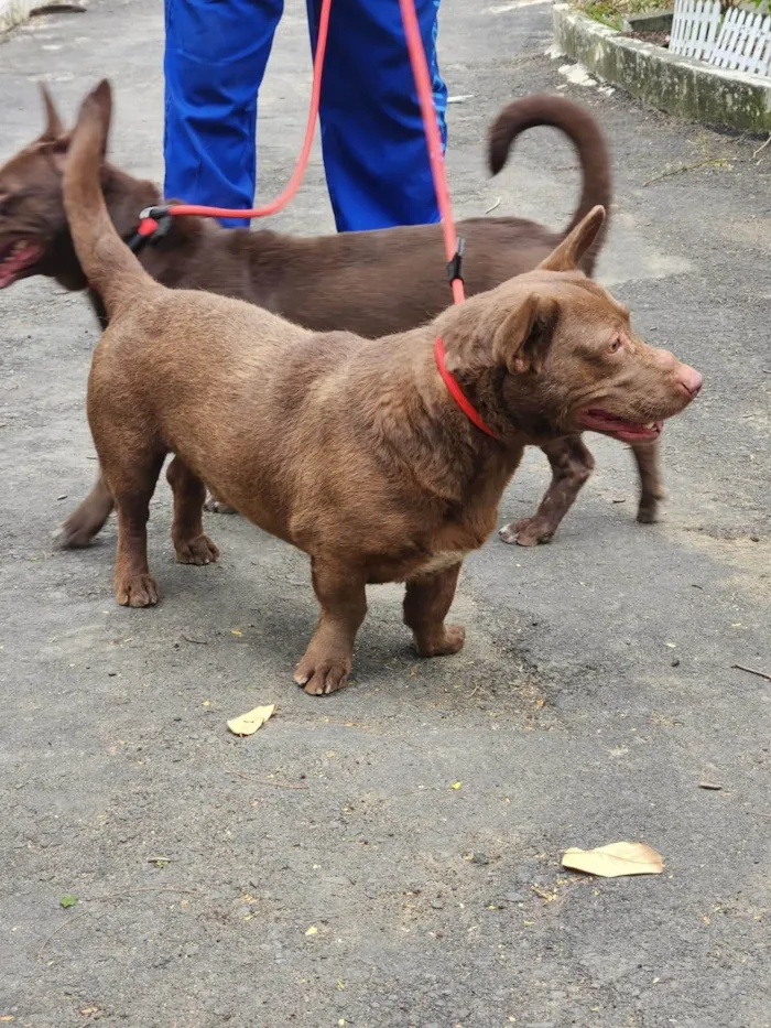 Cachorro ra a SRD-ViraLata idade 2 anos nome Regina