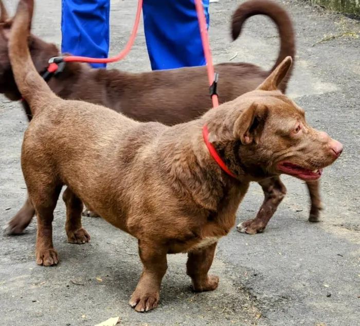 Cachorro ra a SRD-ViraLata idade 2 anos nome Regina