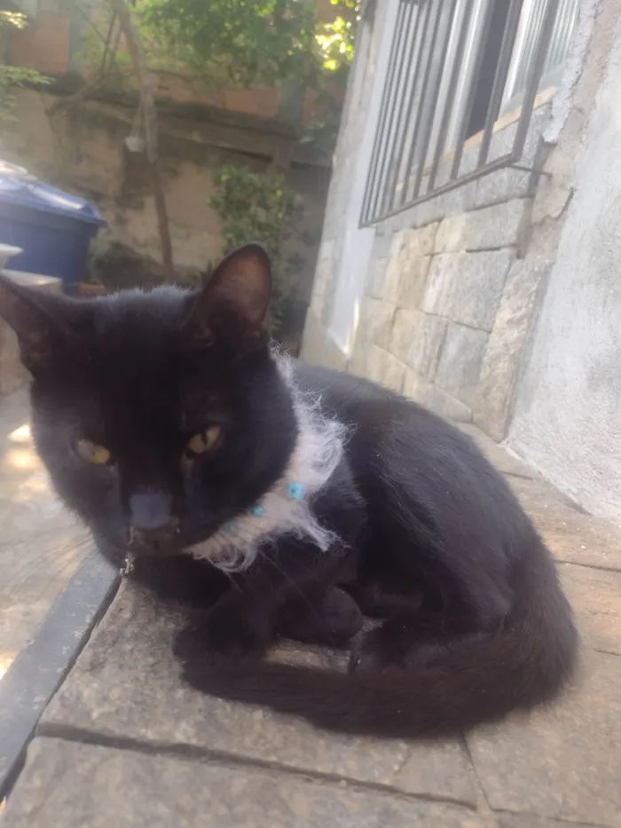 Gato ra a SRD-ViraLata idade 1 ano nome Pretinho