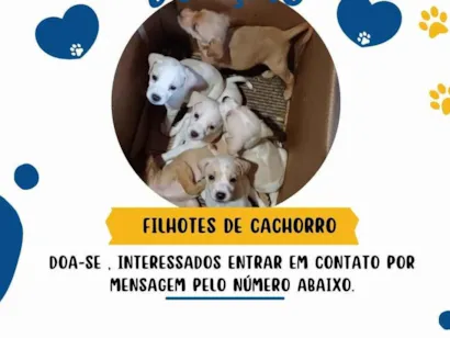 Cachorro raça SRD-ViraLata idade 2 a 6 meses nome sem nome