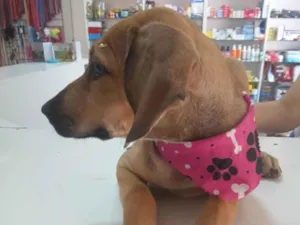 Cachorro raça SRD-ViraLata idade 7 a 11 meses nome Catarina 